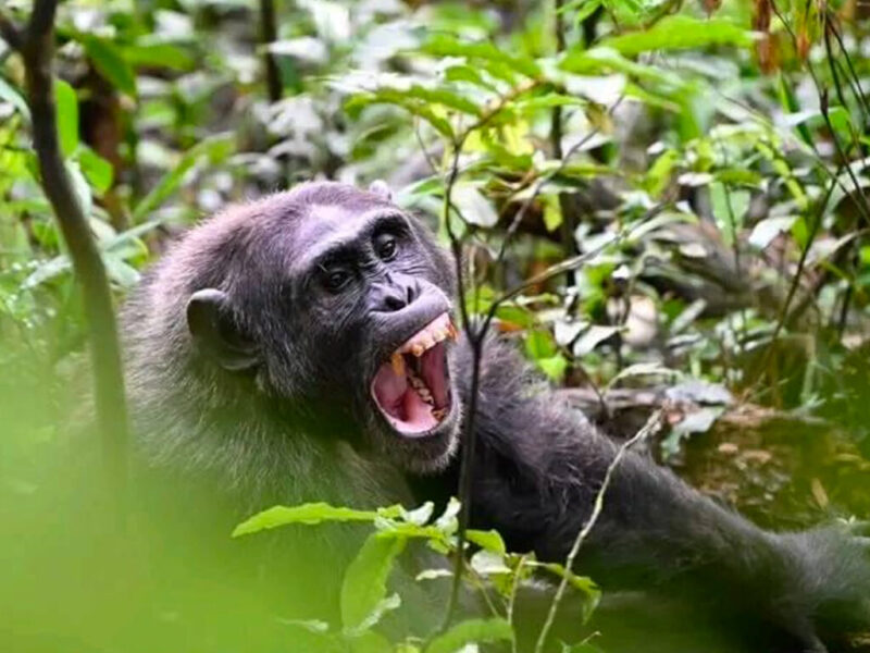 7 Days Highlights of Rwanda Safari