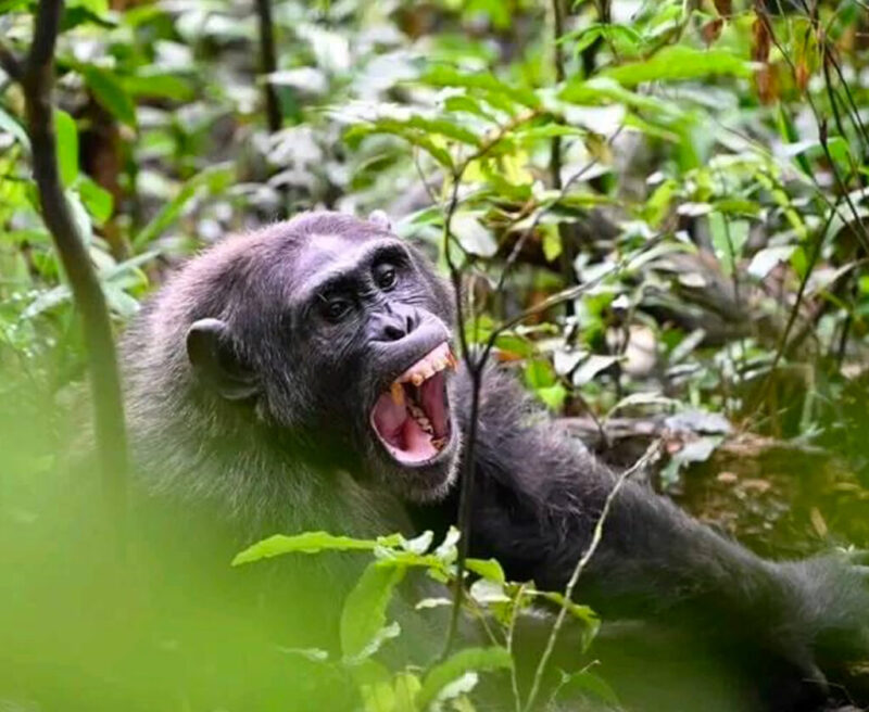 7 Days Highlights of Rwanda Safari