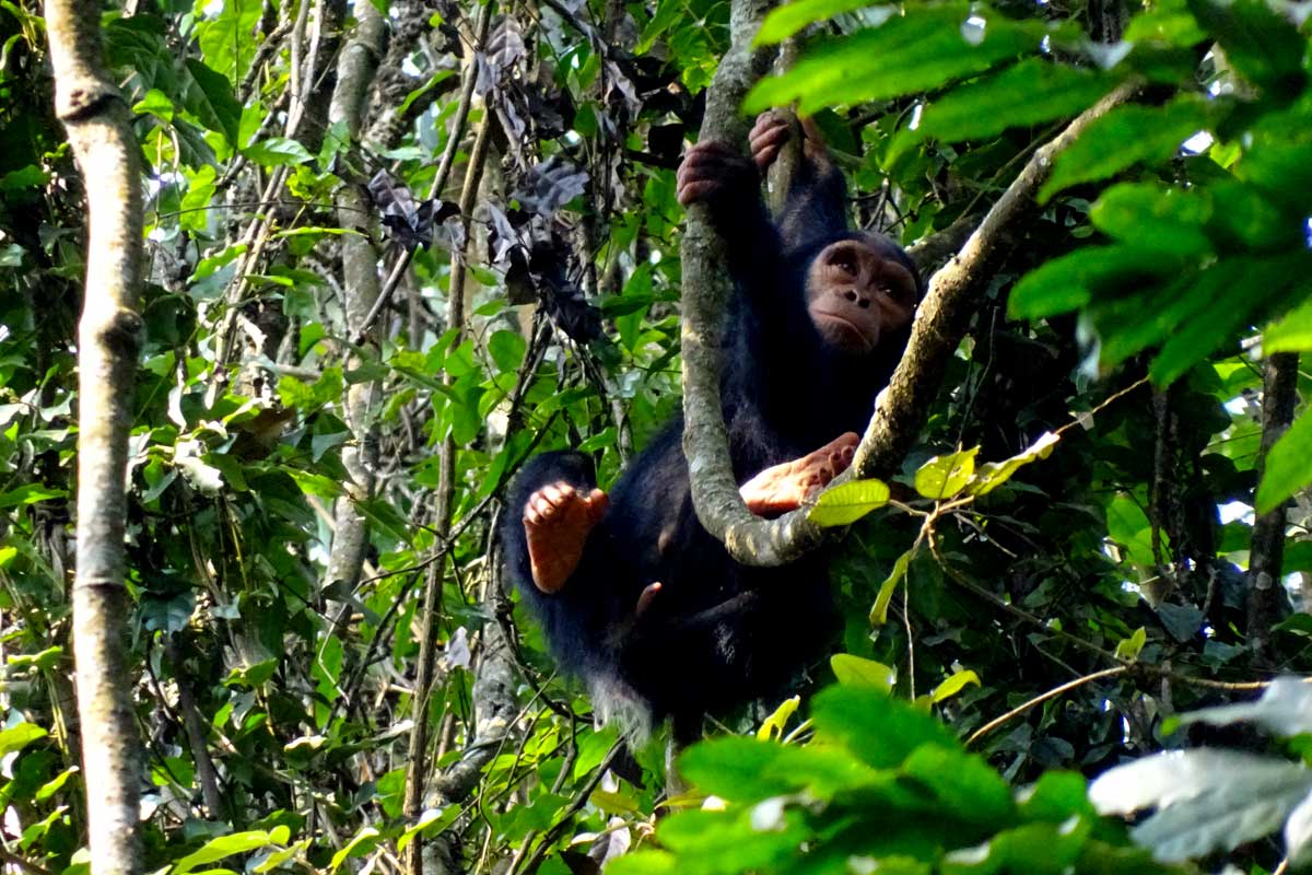 Chimpanzee Tracking Safaris 