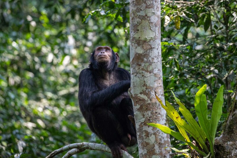 Nyungwe Forest Chimpanzee Tracking Tour
