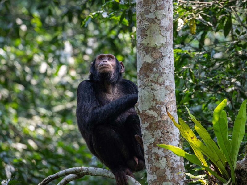 Nyungwe Forest Chimpanzee Tracking Tour