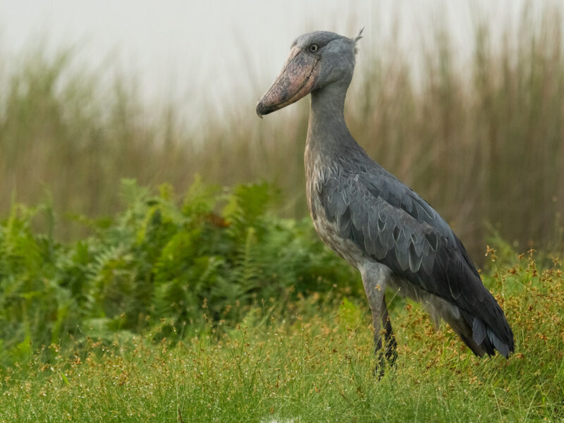 Bird Watching Safaris in Uganda
