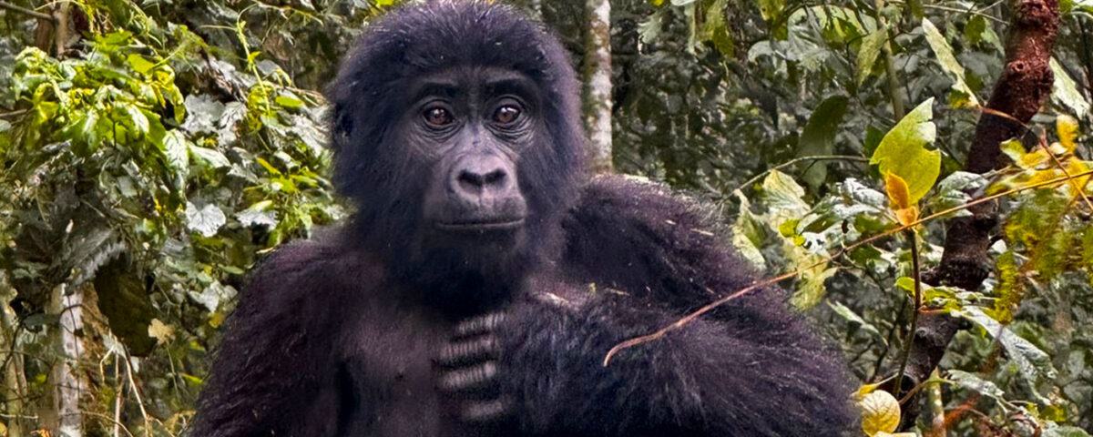 How Much to Tip Gorilla Trekking in Uganda