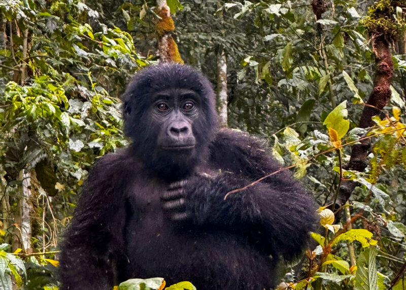 Rwanda Gorilla Trekking Premium Safari