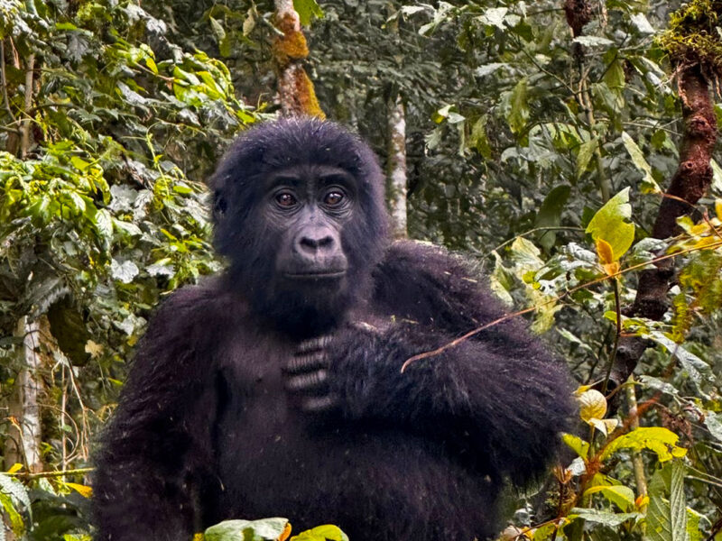 Rwanda Gorilla Trekking Premium Safari
