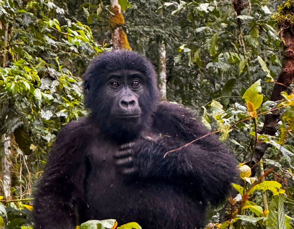 How Much to Tip Gorilla Trekking in Uganda