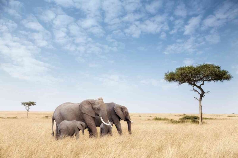 Tanzania Adventure Safari
