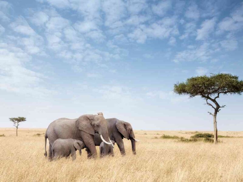 Tanzania Adventure Safari
