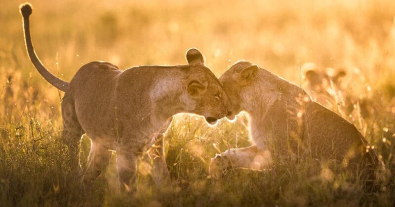 Tanzania Honeymoon Luxury Safari