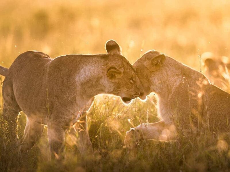 Tanzania Honeymoon Luxury Safari