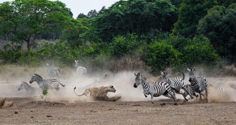 Tanzania Wildlife Wonders Experience