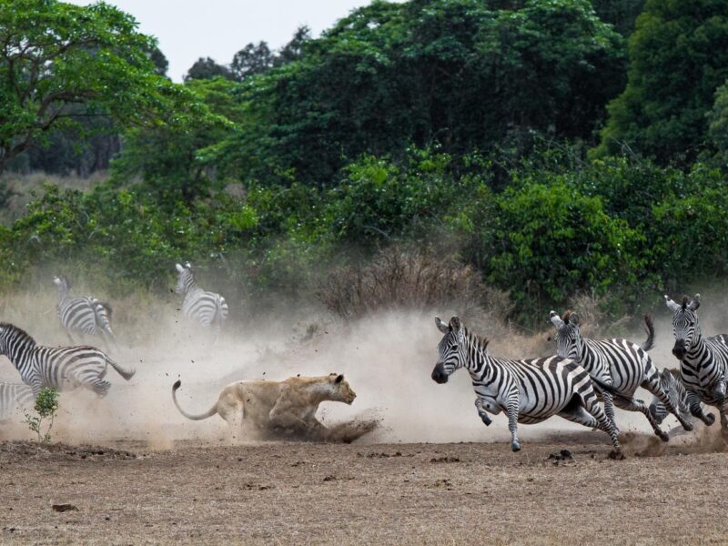 Tanzania Wildlife Wonders Experience