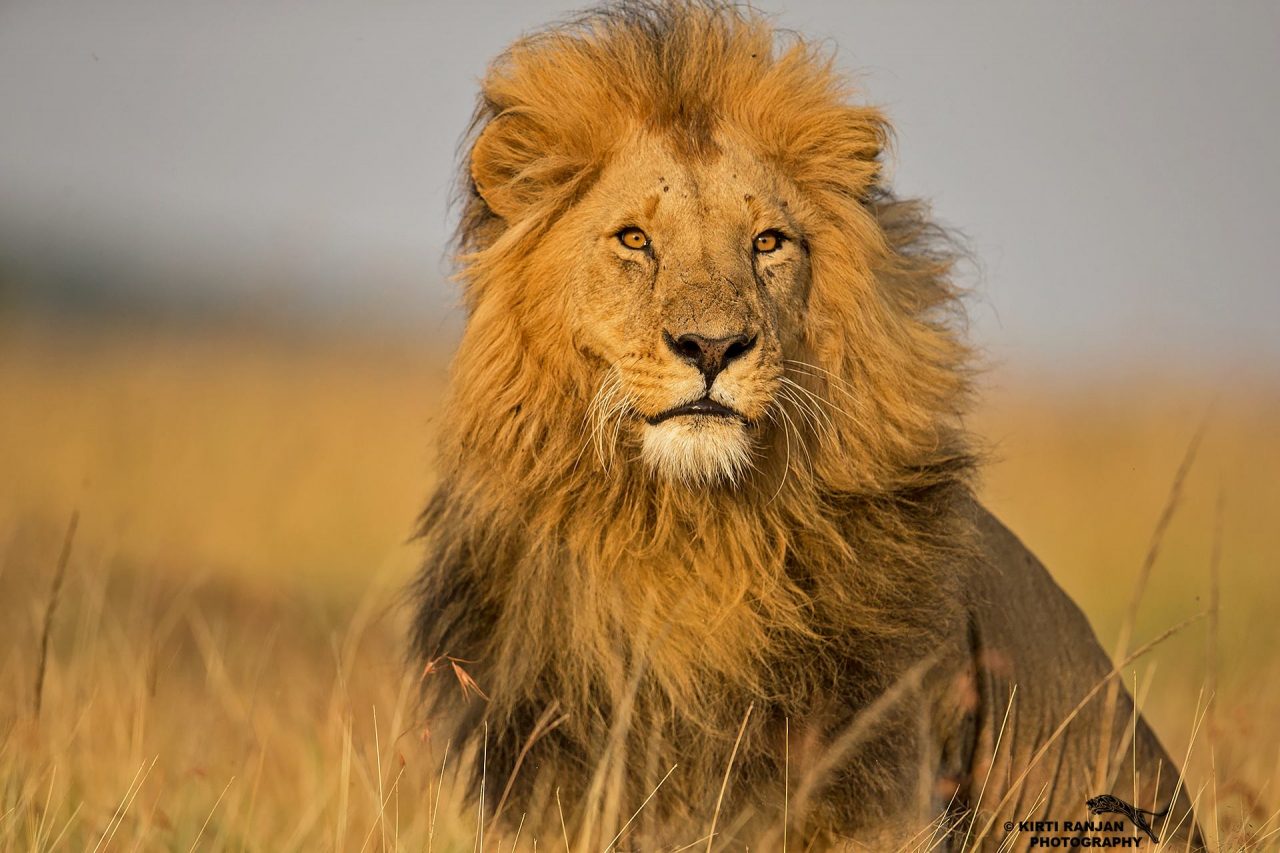 Wildlife Safaris Tour
