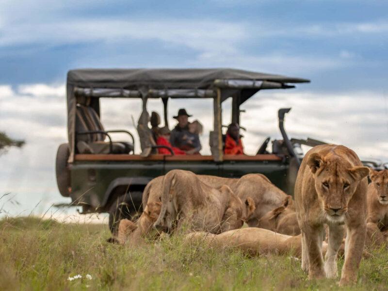Tanzania Safaris