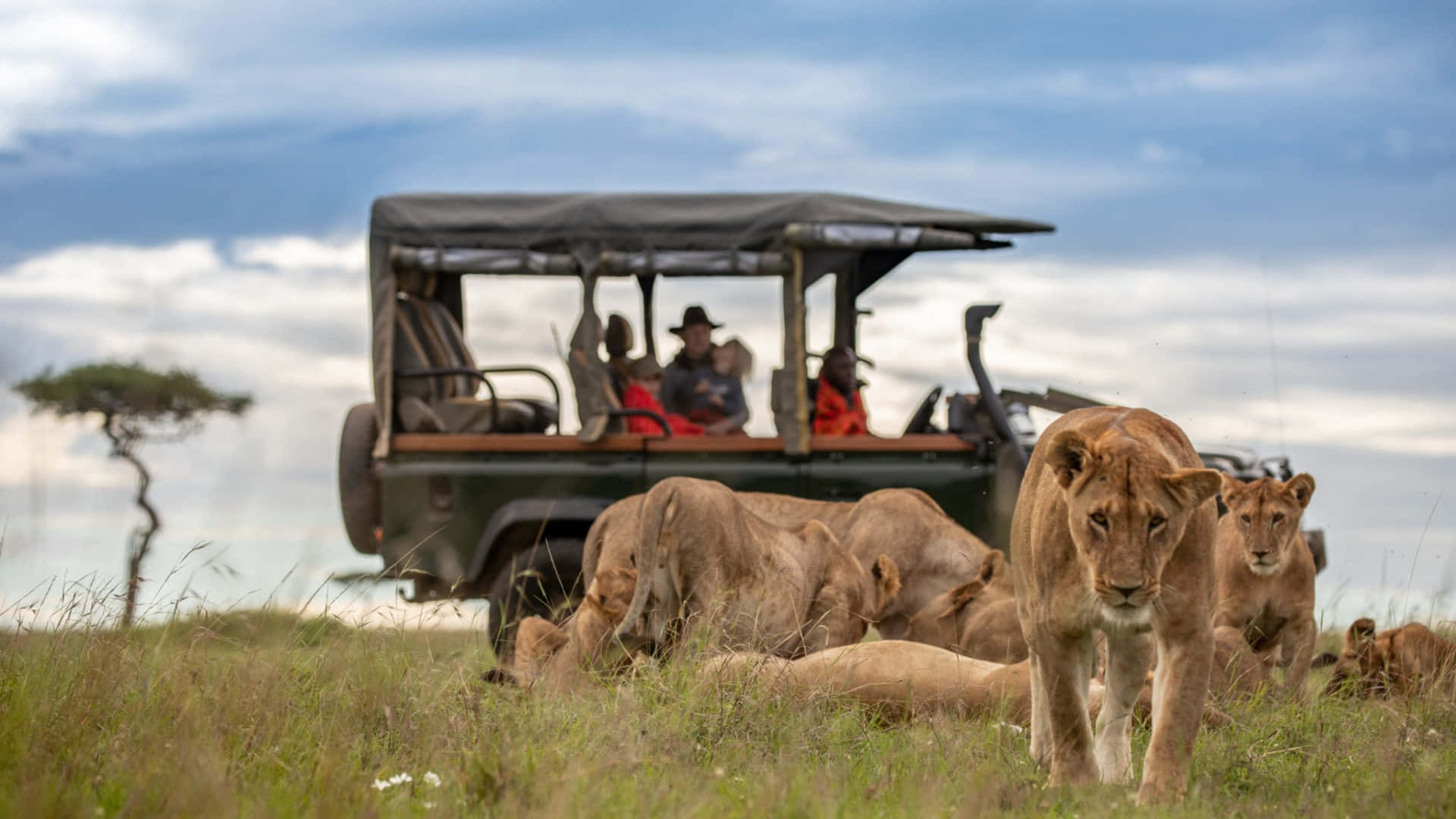 Tanzania Safaris