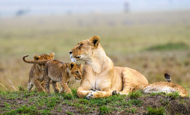 Kenya Wildlife Adventure Safari