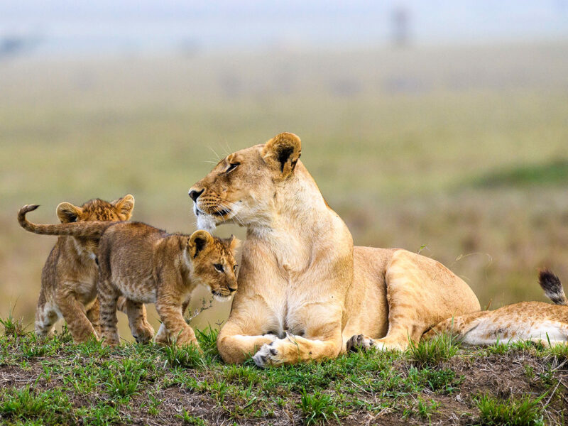 Kenya Wildlife Adventure Safari