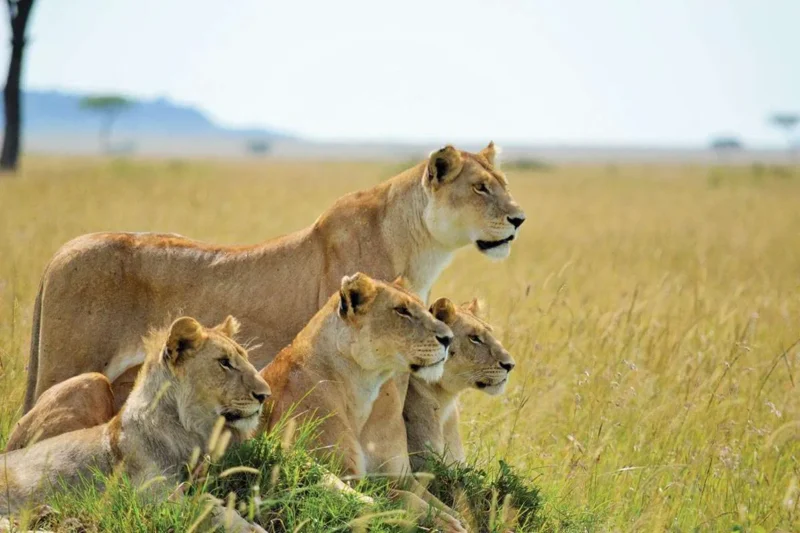Kenya Immersive Game Safari