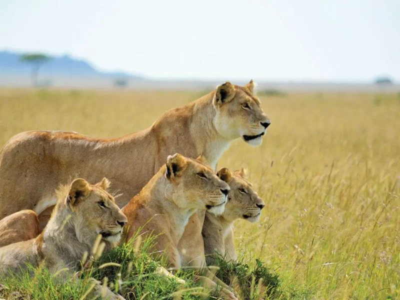 Kenya Immersive Game Safari