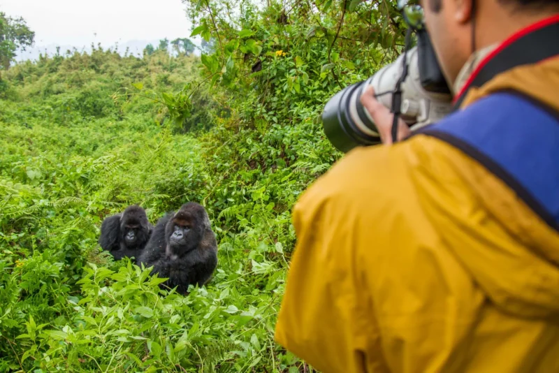 Uganda Primates Habituation Safari