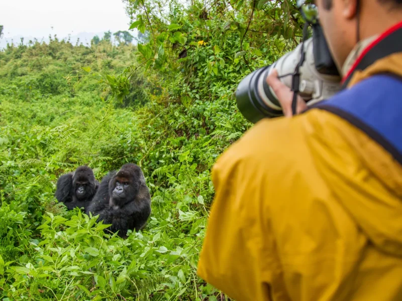 Uganda Primates Habituation Safari