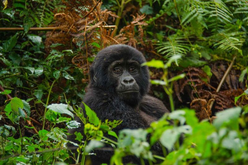 6 Days Uganda Adventure Tour