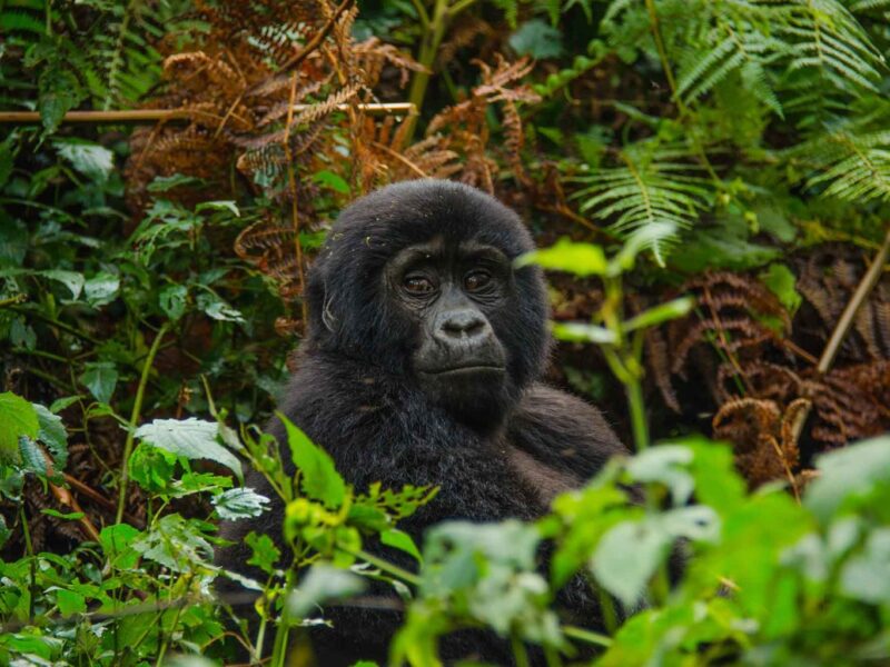 6 Days Uganda Adventure Tour