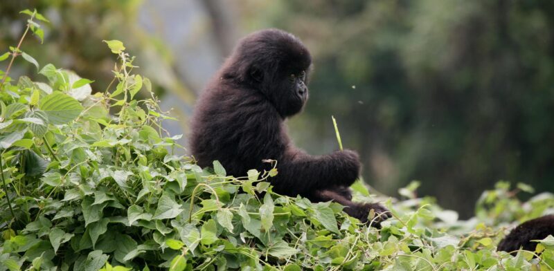 7 Days Rwanda Safari