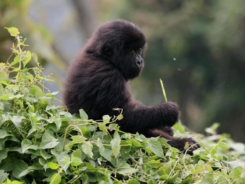 7 Days Rwanda Safari