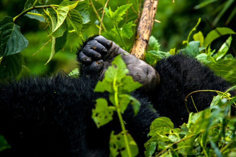 Rwanda Uganda Safari Experience