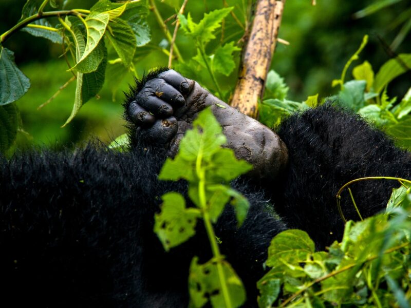 Rwanda Uganda Safari Experience