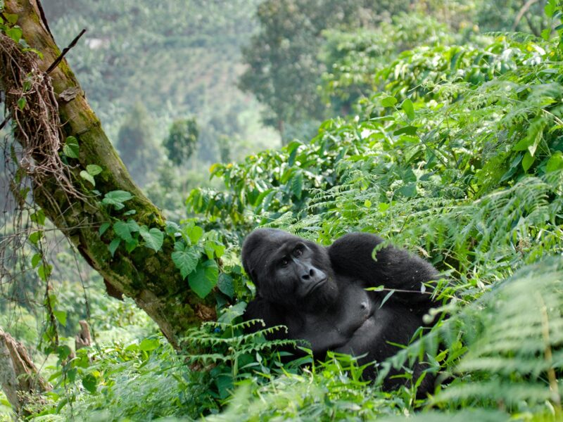 Rwanda Gorilla Exclusive Trek Safari