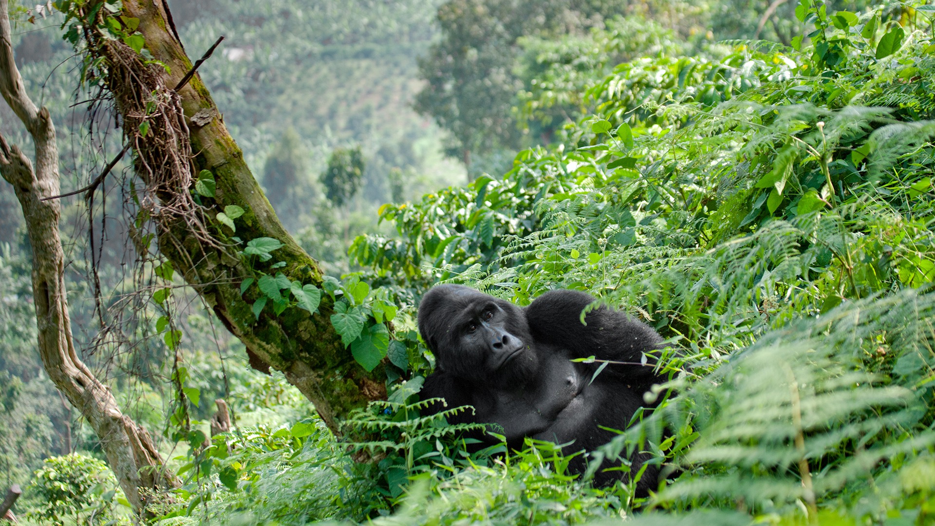 Big Five & Gorilla Trekking