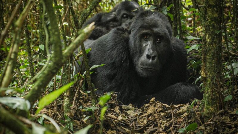Big Five & Gorilla Trekking