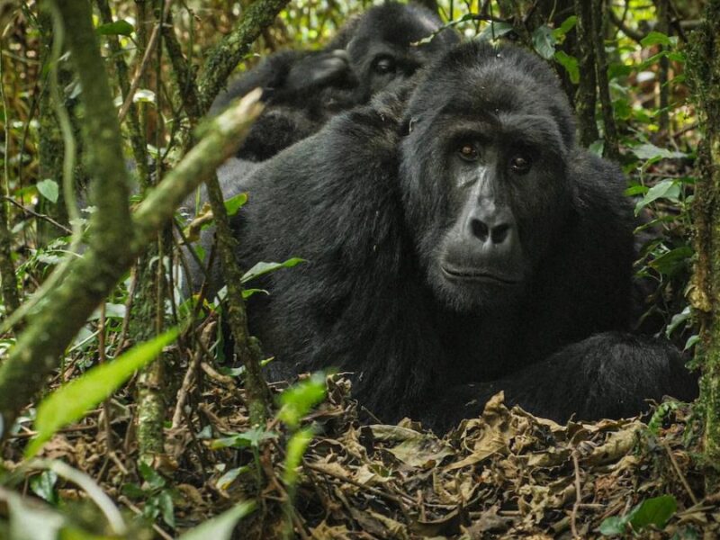 Big Five & Gorilla Trekking