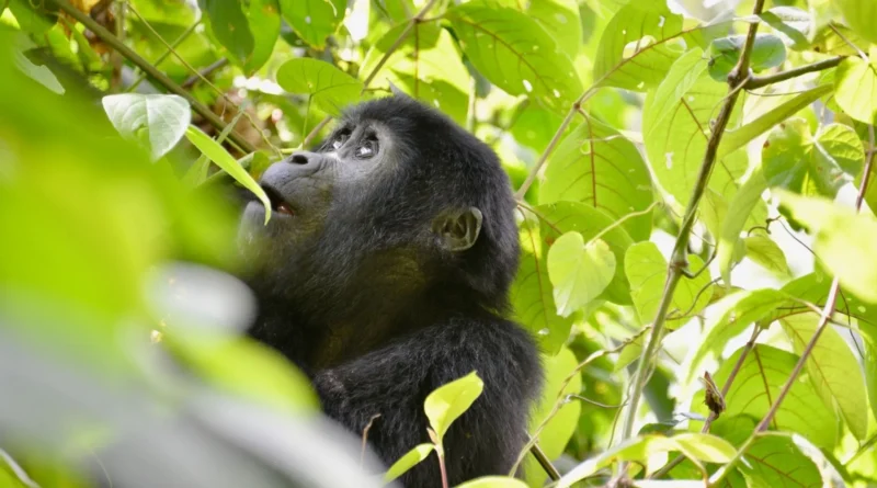 Gorilla Habituation Safari
