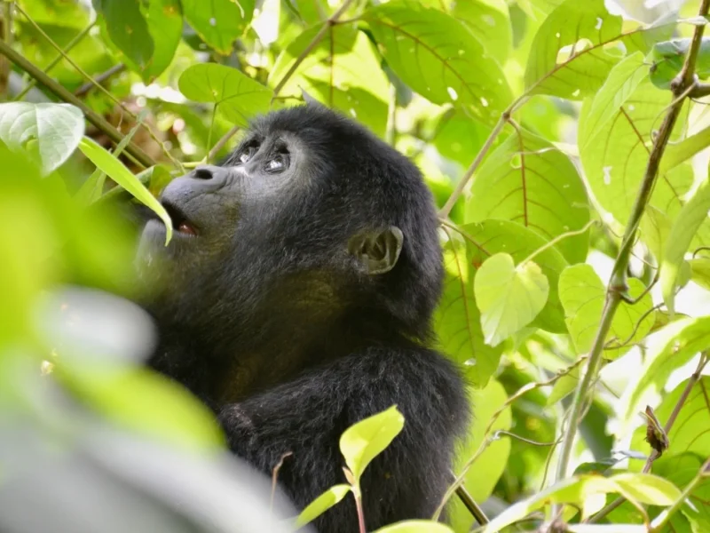 Gorilla Habituation Safari