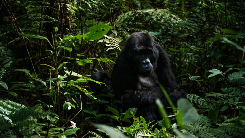 Gorilla Trekking and Night Safari