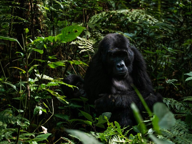 Gorilla Trekking and Night Safari