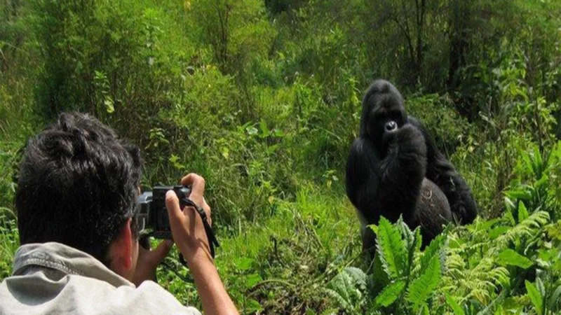 Uganda Primate Habituation Safari