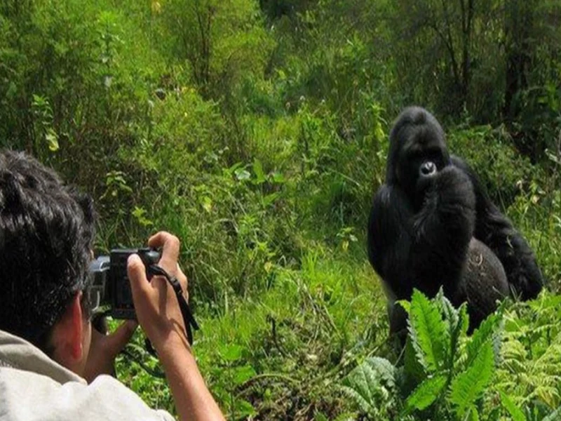 Uganda Primate Habituation Safari