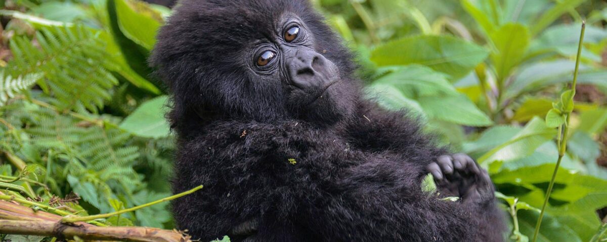 Why Is Gorilla Trekking So Expensive?