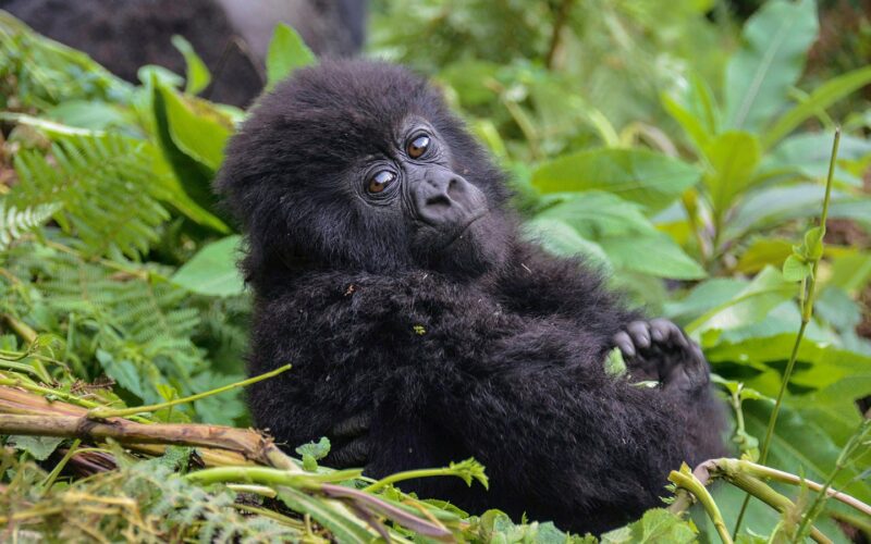 Uganda Classic Safaris Tour