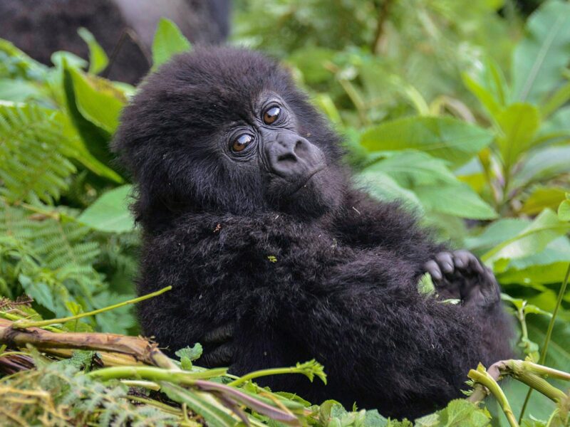 Uganda Classic Safaris Tour