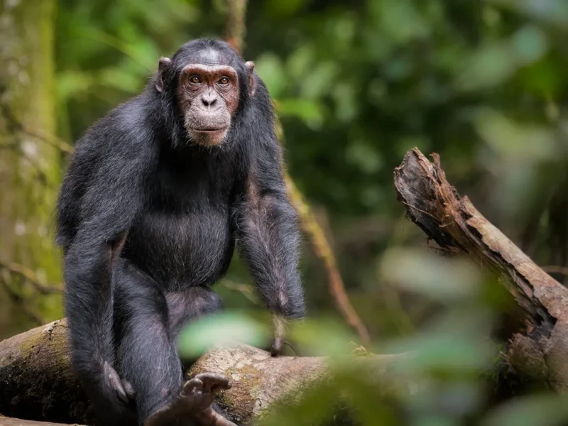 Chimpanzee Tracking Safaris
