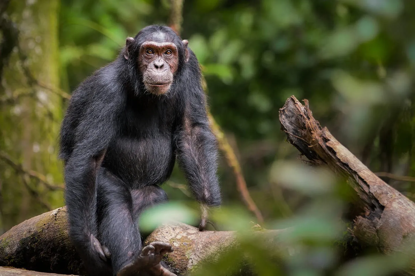 Chimpanzee Tracking Safaris 