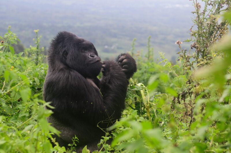 Bwindi Gorilla Trekking Safari