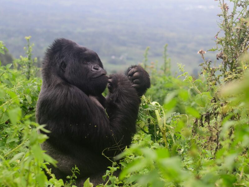 Bwindi Gorilla Trekking Safari