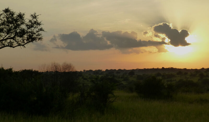 Uganda Primates Habituation Safari