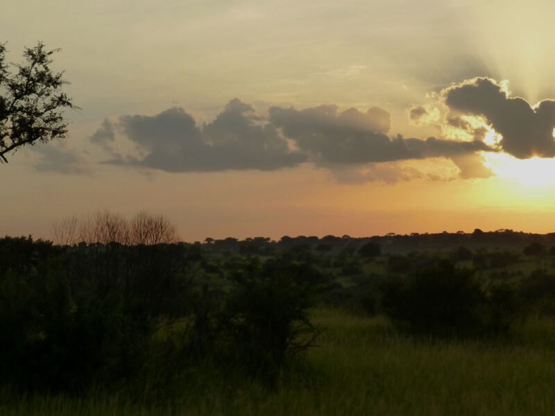 Uganda Primates Habituation Safari